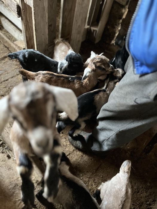 Теке лактар сатылады