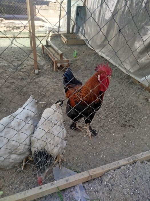 Xo'roz tovuqlar sotiladi