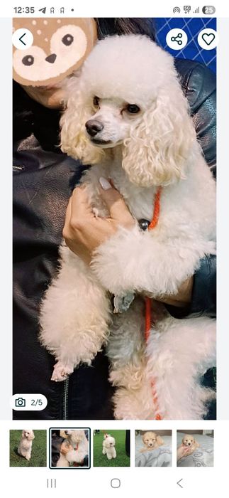 Вязка. Той пудель