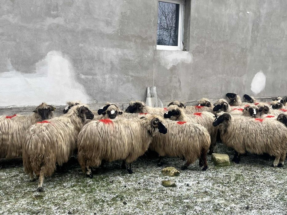 Oi breze de vânzare