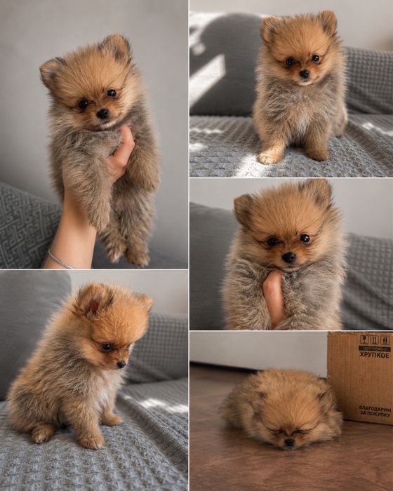 Щенок Шпиц немецкий