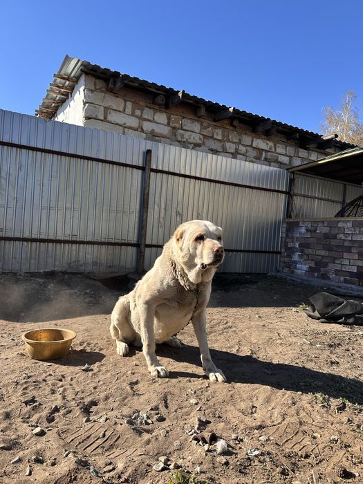 Отдам аллабая 5 лет