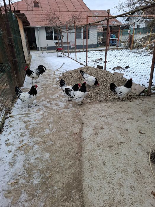 Gaini lakenvelder de vanzare