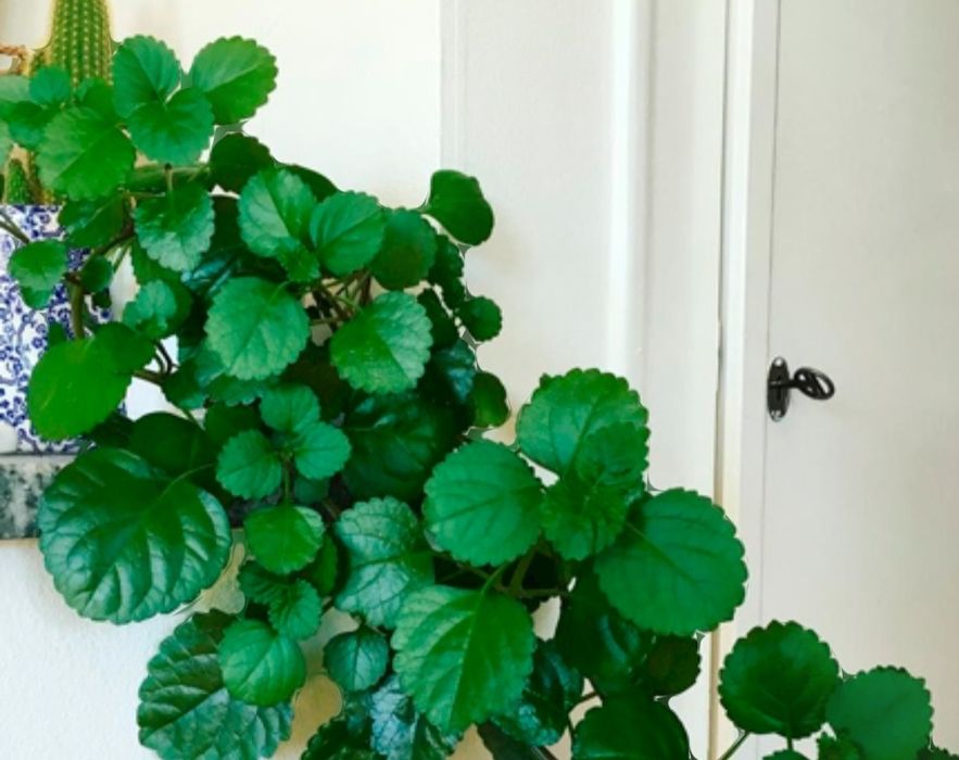 Продам Плектрантус зеленый, , комнатный цвето