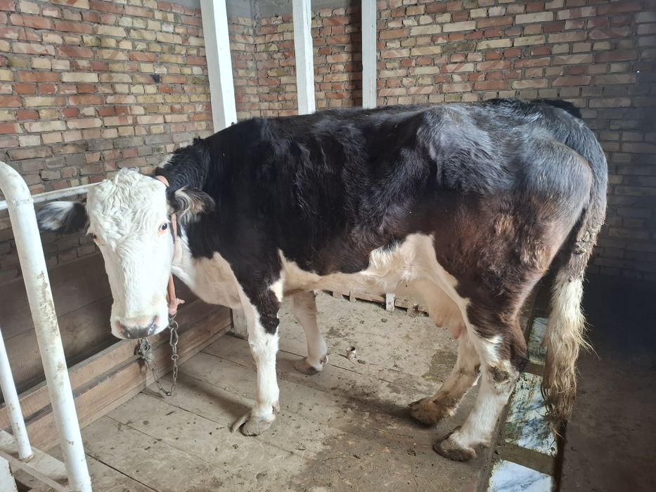 Сиыр сатылады (Сиыр)