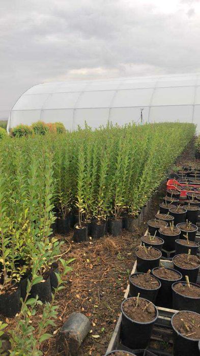 Продавам туя и вечнозелени храсти