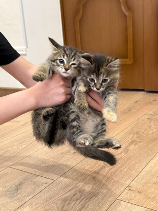 Отдам котят в добрые руки