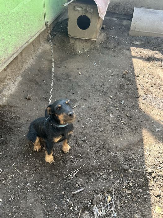 Продам щенков умных