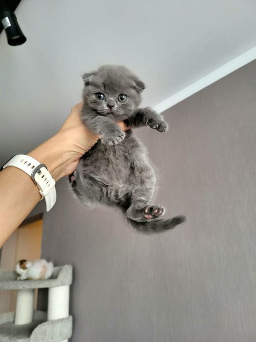 Шотландские Детки .