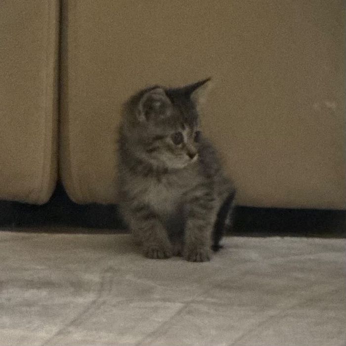 Котенок бесплатно