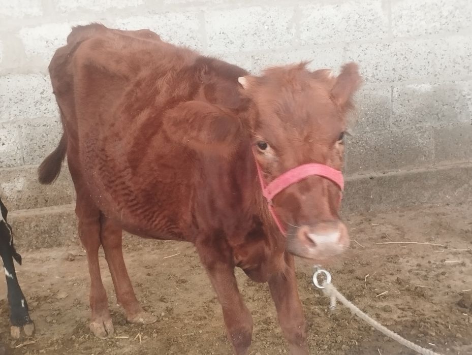 Qizil eston chor palla gʻunojin sotiladi