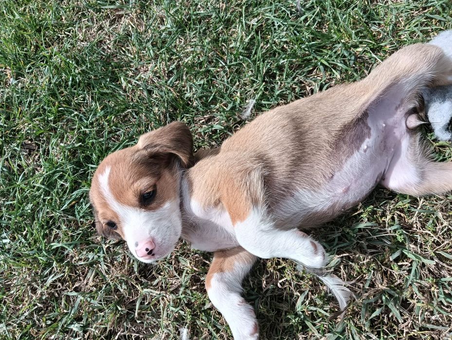 Catelusa rasa beagle