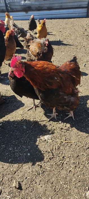 Петух брама орпингтон
