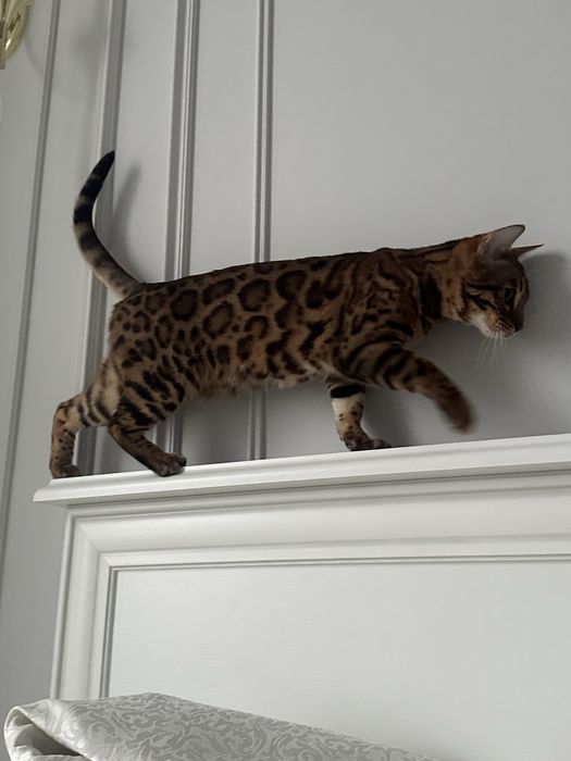 Кошка бенгальской породы