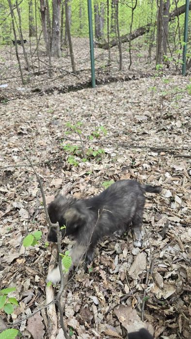 Catelusi spre adoptie