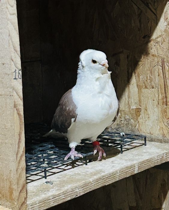 Porumbei Pescaruși Germani