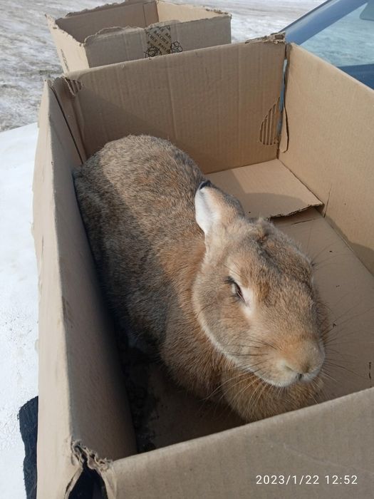 Кролики виликаны парода