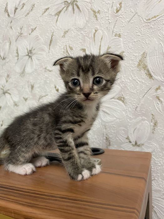 BEPUL! Yaxshi qo’llarga beriladi