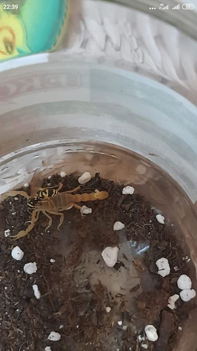 Продам живого скорпиона