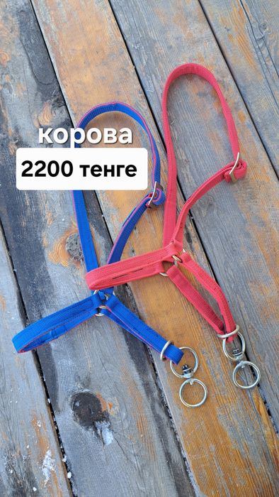 Недоуздок,  нокта