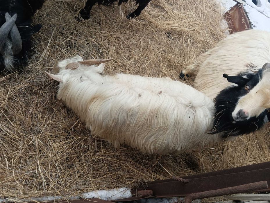 Текелер сатылады