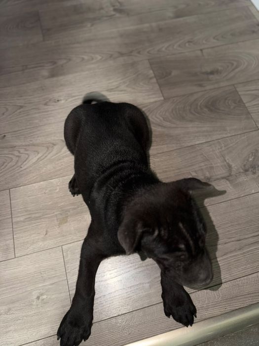 Shar pei   Puppy