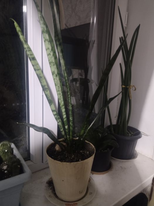 Продам цветы  комнатные адаптированые