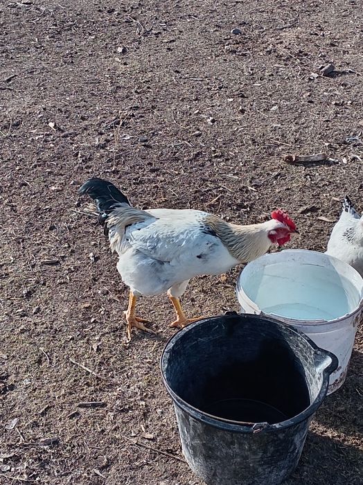 3 кораз сатылады