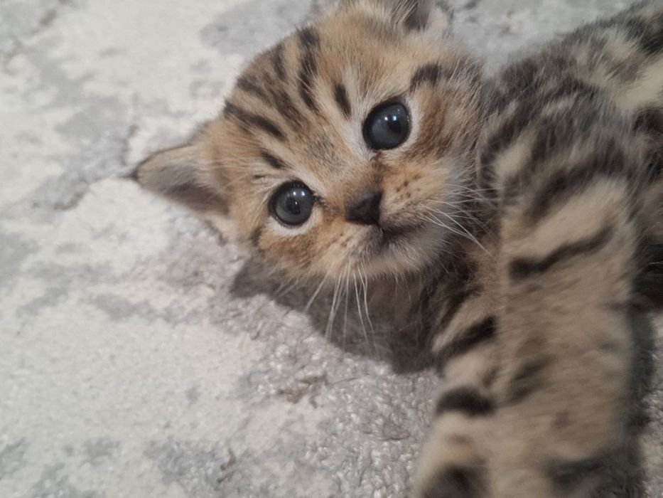 Скотиш страйт мальчик бенгал окраска