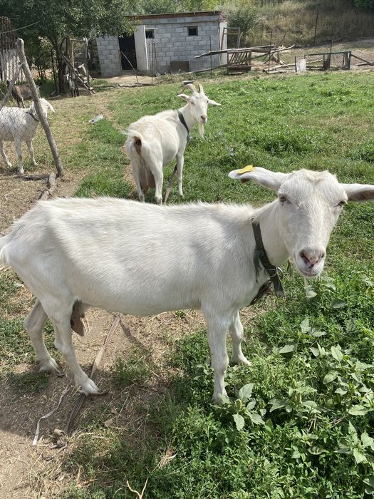 Зааненские породистые козы