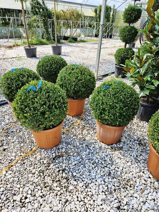 Vând buxus glob de calitate extra