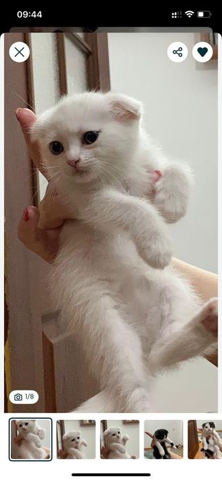 Вязка для кошек, альбинос! 10000