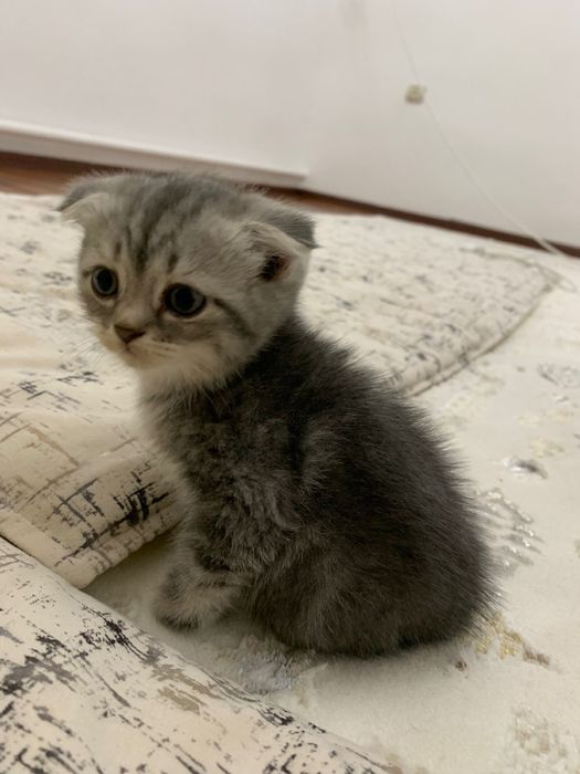 Шотландский вислоухий