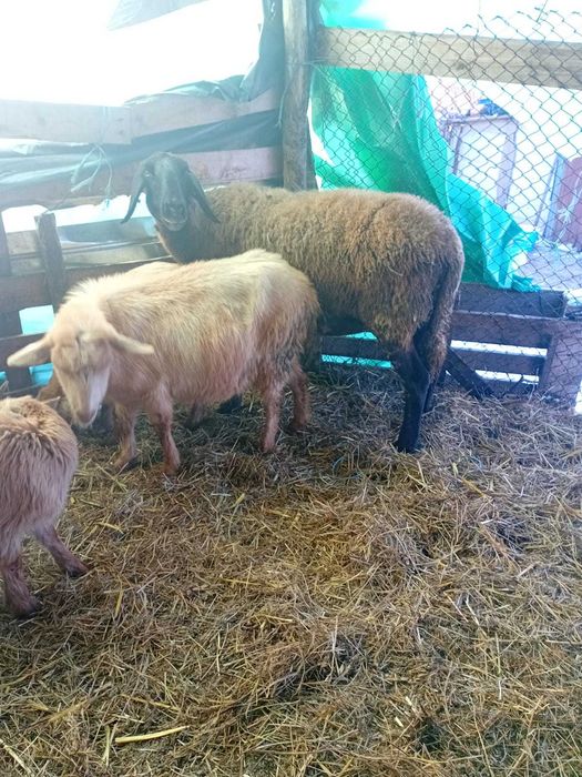 Vand   oaie  gestanta