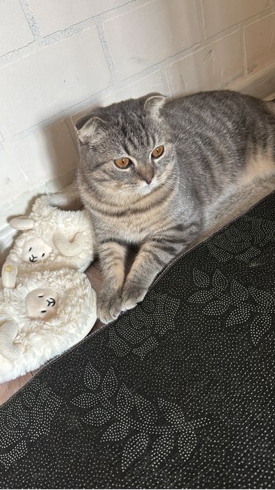 Кот для вязки. Ищет кошечку.