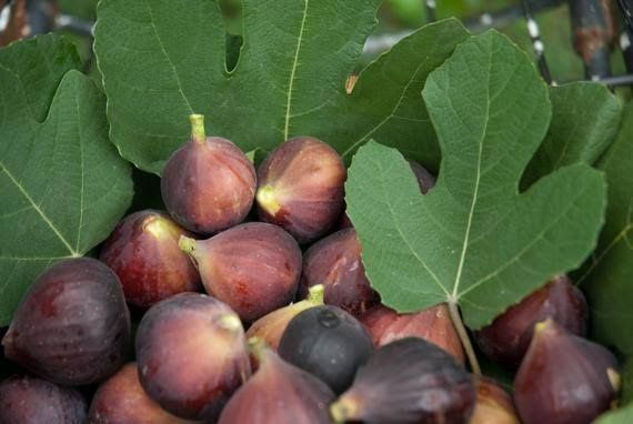 Anjir, инжир muzlatilgan (замороженный)