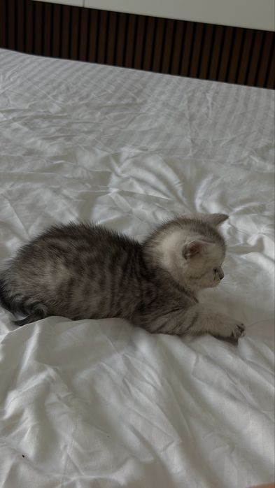 Шотландские котята