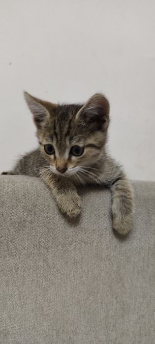 Бесплатно отдам котенка в хорошие руки