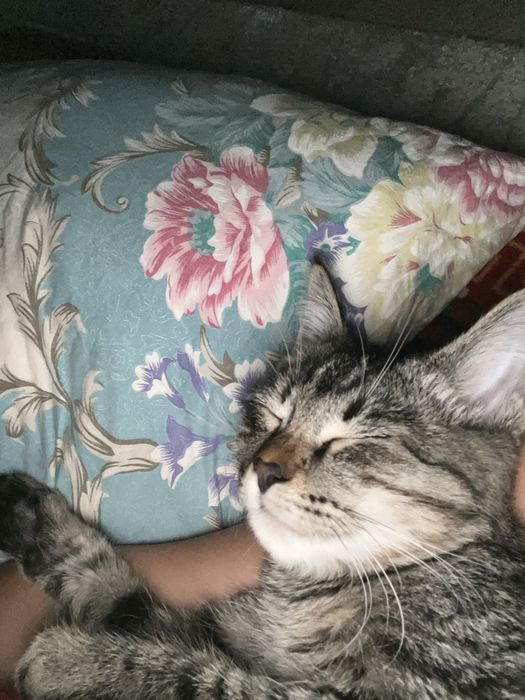 Пропал кошка из раздолья