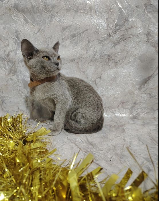 Европейская бурма