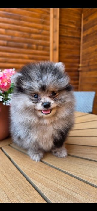 Померанче,мини момиченце мерле!