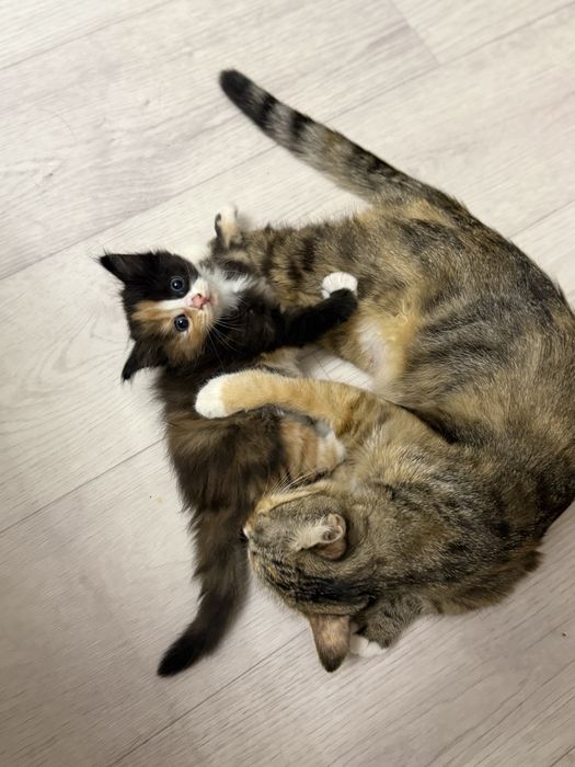 Отдам котят в добрые руки