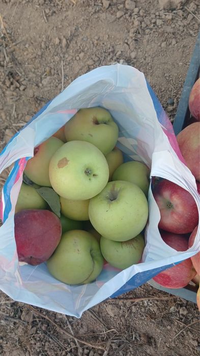 Продам яблоки с сада