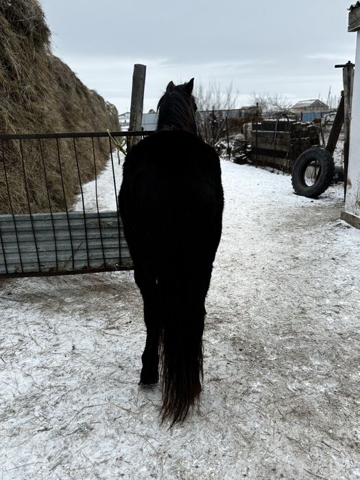 Жеребец 3х летка