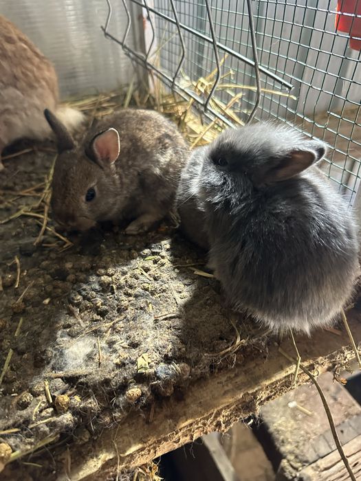 Vand sau schimb iepuri cap de leu si rex pitic