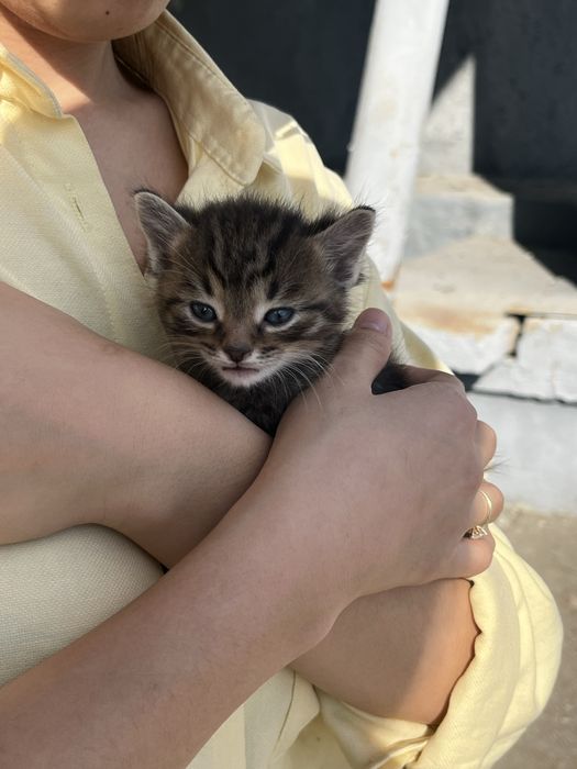 Продам 1 месячного котенка