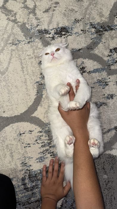 Шотландская вислоухая белая длиннашерстная