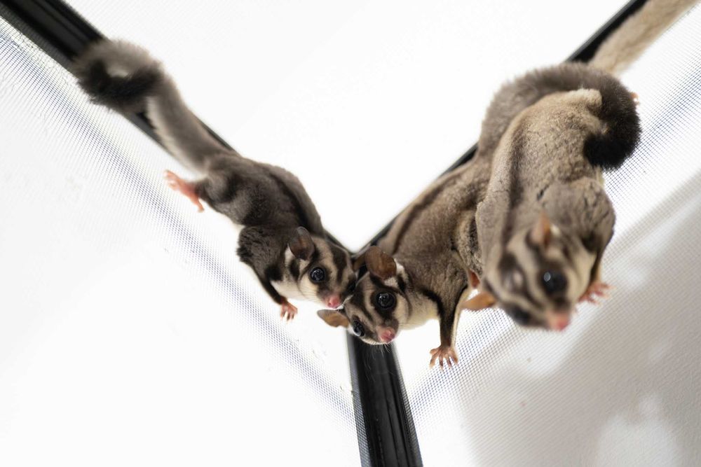 Vand pereche mascul si femela sugar glideri / veverite zburatoare + pui sugar glider