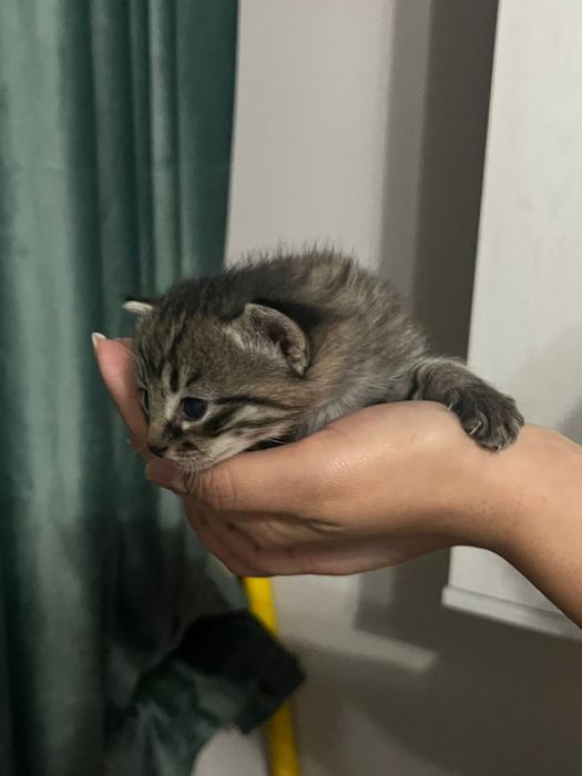 Продам котят вислоухие