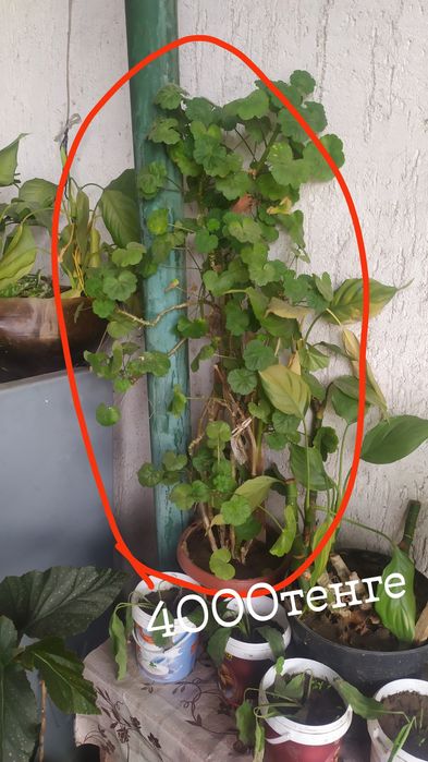 Продам домашние цветы